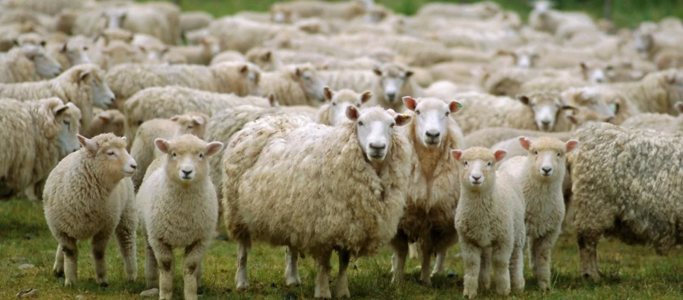 Κι όμως είναι αλήθεια: Aυτό το πρόβατο πουλήθηκε σε δημοπρασία στη Σκωτία έναντι... 408.000 ευρώ (βίντεο)